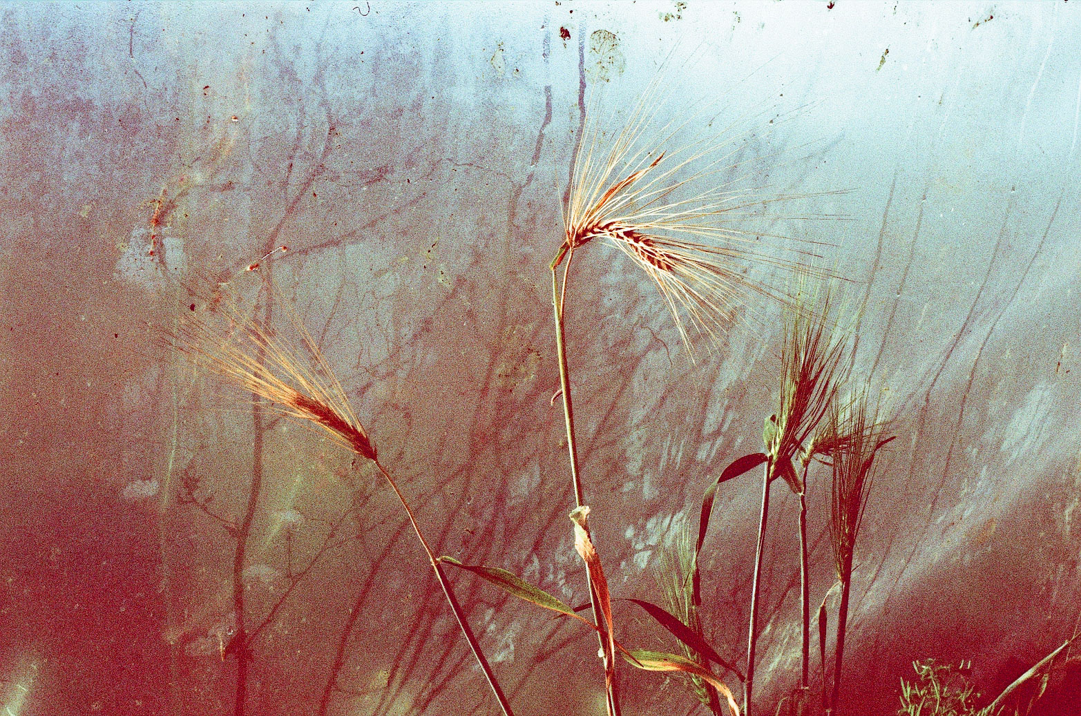 album-photo