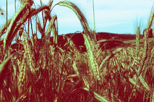 vignette_03
