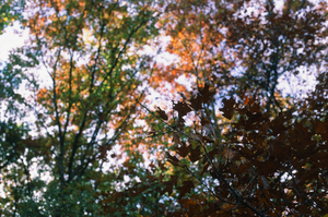 vignette_14