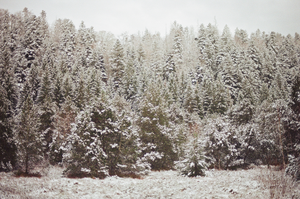 vignette_15
