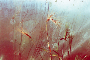 vignette_25